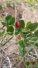 Carissa bispinosa