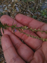 Anarrhinum bellidifolium