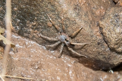 Dolomedes nigrimaculatus