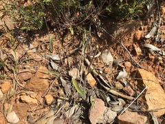 Caladenia leptochila