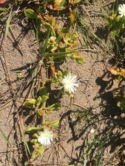 Mesembryanthemum aitonis