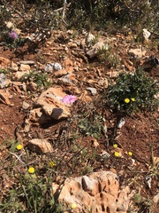 Convolvulus althaeoides