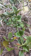 Carissa bispinosa