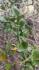 Carissa bispinosa