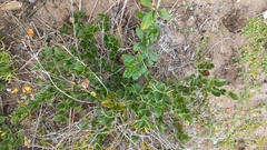 Carissa bispinosa