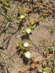 Mesembryanthemum aitonis