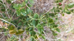 Carissa bispinosa