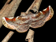 Oenochroma turneri