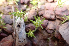 Siloxerus multiflorus