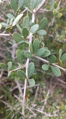 Searsia longispina