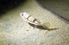 Torquigener pleurogramma