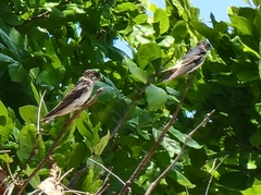 Petrochelidon nigricans