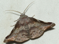 Oenochroma turneri