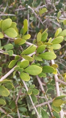 Searsia longispina