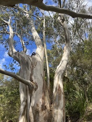 Eucalyptus cladocalyx