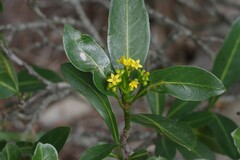 Psychotria capensis