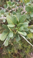 Searsia longispina