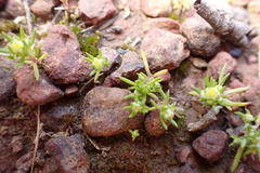 Siloxerus multiflorus