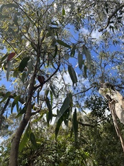 Eucalyptus cladocalyx