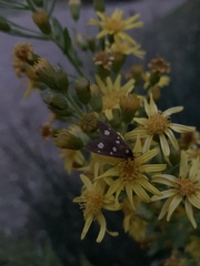 Dysauxes famula
