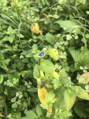 Commelina communis