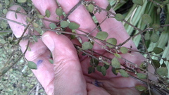 Coprosma rubra