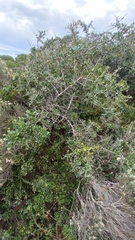 Searsia longispina