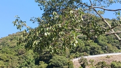Zelkova