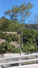 Zelkova