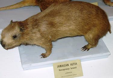 Jamaican Hutia (Geocapromys brownii) — Endangered Mammalia