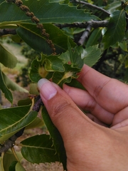 Dryocosmus kuriphilus