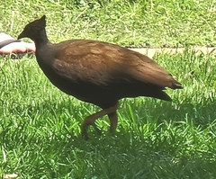 Megapodius reinwardt