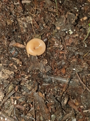 Ciborinia camelliae