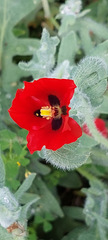 Glaucium corniculatum