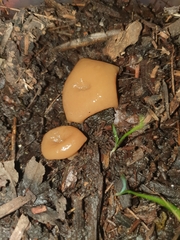 Ciborinia camelliae