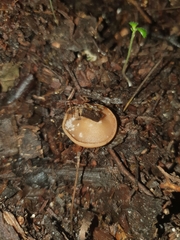Ciborinia camelliae