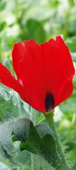 Glaucium corniculatum