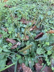 Plantago major