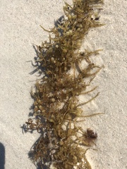 Sargassum