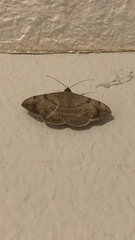 Anticarsia gemmatalis