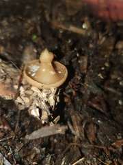 Ciborinia camelliae