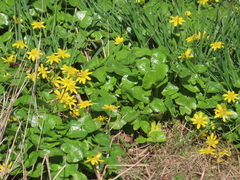 Ficaria verna