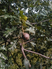 Andricus quercustozae