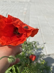 Papaver rhoeas