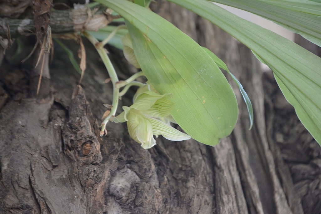 Clowesia dodsoniana