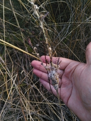 Timaspis chondrillae