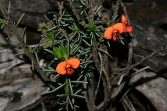 Dillwynia sericea