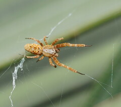 Philoponella congregabilis