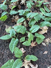 Pulmonaria