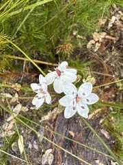 Burchardia umbellata